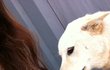 셀카종결 犬