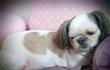 시끌벅적 3犬 동키네가 살아가는 이야기 (사진 왕창有)
