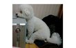 [연예] 같이 활동하거나 혹은 따로 활동하거나... ^^