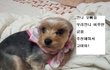 ★(99.9실화미스터리3)★나를 구해준 누렁이