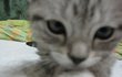 고양이 분양받으실분들 조심하세요 ㅡㅡ (사진有)