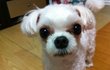 ☆★☆★강아지를 발로찬 개념상실男☆★☆★