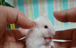 ㅡ.,ㅡ