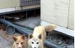 복순이를 살려주세요. 도와주세요!!!!!!