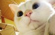 어...고양이 좋아하는분만