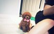 ★[개판] 푸들도 외모가 역변하나요?ㅋㅋㅋㅋㅋㅋㅋㅋㅋㅋㅋㅋㅋㅋㅋ
