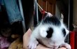 ★스압★ 고양이 모시고 사는 불쌍한 여자ㅋㅋ