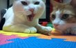 ★스압★ 고양이 모시고 사는 불쌍한 여자ㅋㅋ3탄