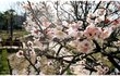사진有) ★★ (충격!)만약에 김치가 없었더라면 한국인은..