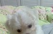 ♥♥(++수정)개판!! (사진 有 多 必)  우리집 귀여운 세살 동생을 소개합니다 !!♥♥