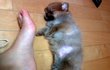 (사진 , 동영상 有)    포메라니언 자랑해요!  우리집 강아지가~  이뻐~~~~ 