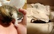 음식물 쓰레기통에 버려진 고양이