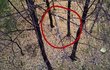 사진有) 창밖 나뭇가지에 콘X 을 버리는 윗층 인간!!!!!!!!!!!!!!!