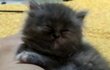 우리고양이 이름이 유행어가 됐어요................^^;;