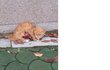 사진有 가죽벗겨진고양이