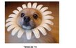 ●☆●☆●개시리즈 끝판왕●☆●☆●