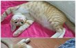 ★★★★베플되서 쓰는 사파리판 (고양이)4탄 ★★★★★