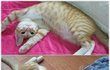 ★★★★베플되서 쓰는 사파리판 (고양이)5탄 ★★★★★