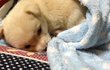 검은봉지에 묶여 버려진 아기들 한달후예요~