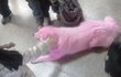 강아지 핑크색 염색...동물학대잖아여...!!!!