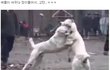 19금)빵터짐 투견장!