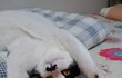 ♥♥♥♥♥♥고양이(스압주의)♥♥♥♥♥♥