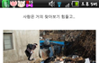 (수정)★★★ 동물들을 구해주세요 부탁드립니다 ★★★