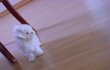 ★★★->우리집 강아지의 최대 역변★★★★★★★★★★★★★★★★