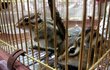 ★★★[다람쥐판]우리집슈와크림이를소개합니다★★★