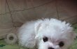 (사진有) 완전 대박 귀엽지 않음? ㅠㅠㅠㅠ