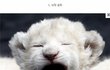 19금 사진有 이런새끼들이있나ㅡㅡ