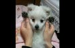 ♥개판♥유별난스피츠와함께사는이야기!