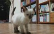사진有,스압대박]★저희집 고양이 매실이를 소개합니다!!★