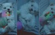 ▶▷♥★개판★ 2탄!!!!!! 말티즈와 아이들 [사진有] 