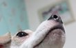 犬犬犬犬犬 (+수정) 십대 흔녀의 흔하지않은 우리집 개판 犬犬犬犬犬