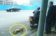 사진有★★동물(강아지)대한 편견을 버려야함★★