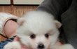 우리집막내 초절정귀요미를 소개합니다♥