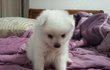 --후기--우리집막내 초절정귀요미를 소개합니다♥