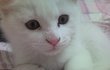 ★★고양이판★★냥냥 우리집 고양이 'ㅅ'