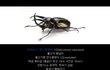 펌)충왕전 출전 벌레들