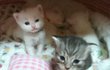 2탄고양이판냥냥 우리집 고양이 'ㅅ'