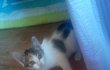 [냥판] 4차선 도로에서 주워온 업둥이 !!! 사진 多多