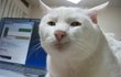 ★귀여움 100%폭발 3★고양이 판 