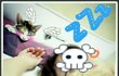[냥판] 4차선 업둥이 가족 소개 take.1♥ 사진 多多