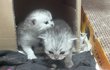 한달된 아기 냥이6남매(사진,동영상 추가..)