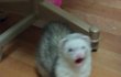 ★☆★☆사진有!! 페릿판☆★☆★ 귀염둥이 제이를 소개합니다!!