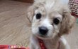 (강쥐판)우리집 막둥이 솜이를 소개합니다~!!