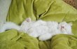 -추가- [개그주의] 우리집 병맛 고양이 