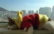★야옹이계의원빈! 별이군♥.♥ 2탄입니닷![동영상有]