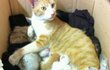 ★사진有★ ※※※도도한 고양이 다 어뒤갔어~? 인형같은 개냥이 여깄다!※※※